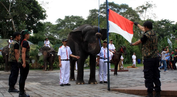 Peringatan HUT RI, Gajah Kibarkan Sang Merah Putih