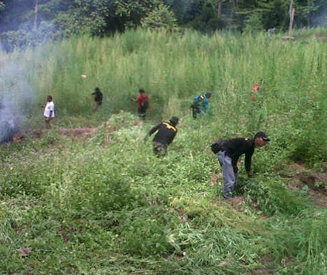Polisi Temukan Ladang Ganja Senilai Rp 4,2 Miliar di Aceh Besar
