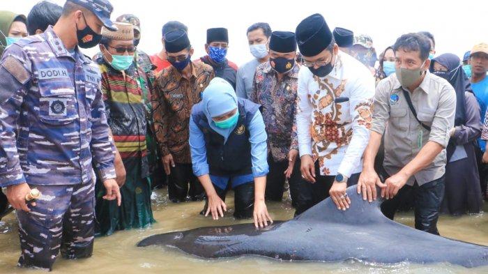 Gubernur Khofifah dan Ra Latif Bantu Lepaskan Ikan Paus yang Terdampar di Bangkalan