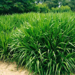 Solusi Pakan Ternak Rumput Odot Tumbuh Di Bangkalan
