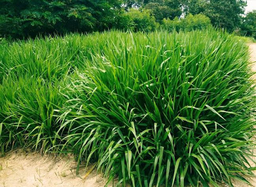 Solusi Pakan Ternak Rumput Odot Tumbuh Di Bangkalan