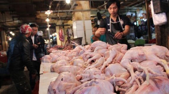Harga daging ayam di Jatim naik, masih dicari penyebabnya