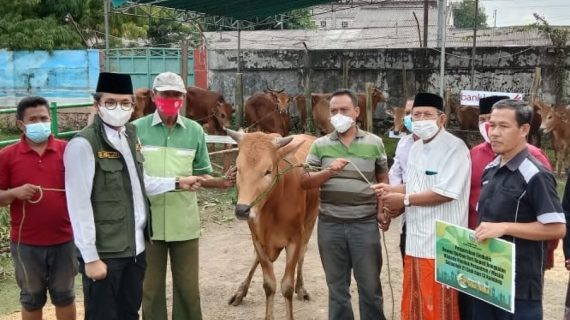 Di Tengah Pandemi, Ra Latif  Bupati Bangkalan Istikamah Berkurban serahkan 21 ekor sapi