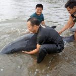 lumba-lumba electra terdampar di Pantai Sidem Tulungagung