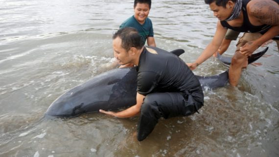 lumba-lumba electra terdampar di Pantai Sidem Tulungagung