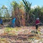 PT RNI ajak generasi milenial jadi petani tebu bantu transformasi industri gula nasional