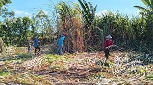 PT RNI ajak generasi milenial jadi petani tebu bantu transformasi industri gula nasional