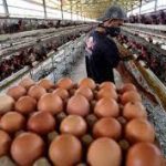 Harga Telur Ayam Turun, Jatim Deflasi 0,11 Persen