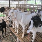 Peternak kambing meminta permodalan Pemerintah Surabaya