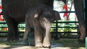 Diduga Terpapar EEHV, Penyebab Kematian Dumbo Gajah Milik KBS