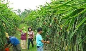 Kantongi sertifikat organik, Bupati Banyuwangi lepas ekspor buah naga ke Asia dan Eropa