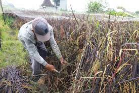 Beras sehat untuk penderita diabetes, Petani Kediri budi daya padi “Black Madras”