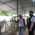Pemkab Kediri dorong program korporasi sapi untuk diolah jadi pupuk dan biogas