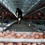Awal Ramadhan, Harga telur ayam di tingkat peternak Jatim terus naik