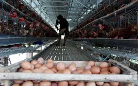 Awal Ramadhan, Harga telur ayam di tingkat peternak Jatim terus naik
