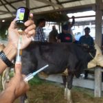 Vaksinasi PMK untuk Hewan Ternak telah disiapkan Pemerintah