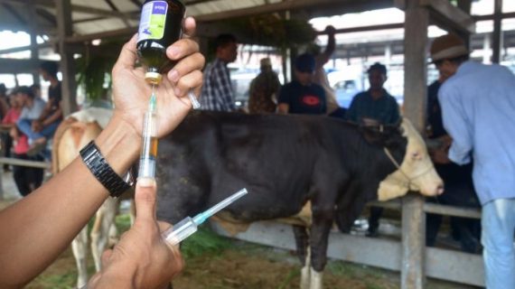 Vaksinasi PMK untuk Hewan Ternak telah disiapkan Pemerintah