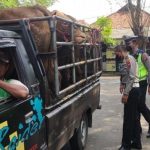 Jalur Lalu Lintas Hewan Ternak Arah Kabupaten Madiun di Perketat Polisi
