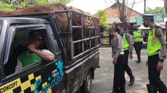 Jalur Lalu Lintas Hewan Ternak Arah Kabupaten Madiun di Perketat Polisi