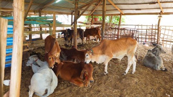 Hewan Terkena Penyakit Mulut dan Kuku Berat Tak Sah untuk Kurban