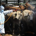 Himmbauan Wali Kota Kediri Kepada Warganya Agar Tak Takut Makan Daging Kurban