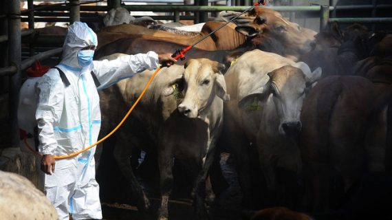 Himmbauan Wali Kota Kediri Kepada Warganya Agar Tak Takut Makan Daging Kurban