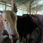 Harga Sapi Naik karena Penyakit Mulut dan Kuku