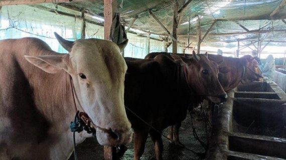 Harga Sapi Naik karena Penyakit Mulut dan Kuku