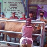 Bupati KH Salwa Arifin Salurkan 6100 Vaksinasi PMK di Bondowoso