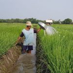 Himbauan Kepada Petani Di Probolinggo Menggunakan Pupuk Kandang Saat Pemerintah Mencabut Subsidi