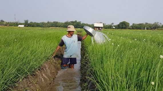 Himbauan Kepada Petani Di Probolinggo Menggunakan Pupuk Kandang Saat Pemerintah Mencabut Subsidi