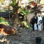 Keluarga Bupati Kediri Berkurban Sapi Simmental Di Masjid Dekat Rumahnya