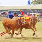 Final Karapan Sapi Piala Presiden Ditunda, Ini Penjelasan Disbudpar Bangkalan