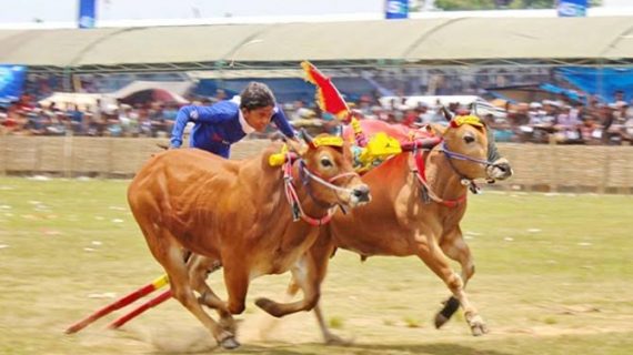 Final Karapan Sapi Piala Presiden Ditunda, Ini Penjelasan Disbudpar Bangkalan