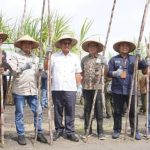 Wujudkan swasembada gula nasional, Perhutani manfaatkan hutan