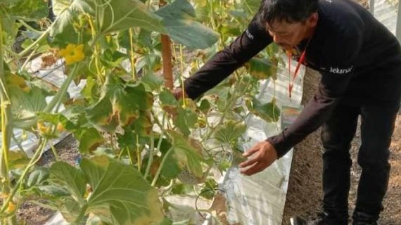 Petani Millenial Sukses Membudidaya Melon Fujisawa Dengan Sistem Pertanian Organik