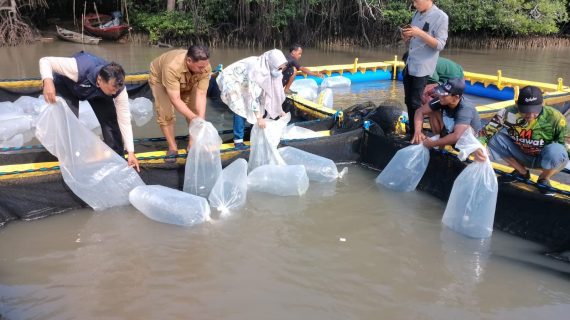 Dinas Perikanan Berikan Bantuan 3000 Bibit Kerapu Centang