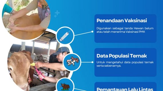 Manfaat Pemasangan Eartag Pada Hewan Ternak Sapi dan Kerbau